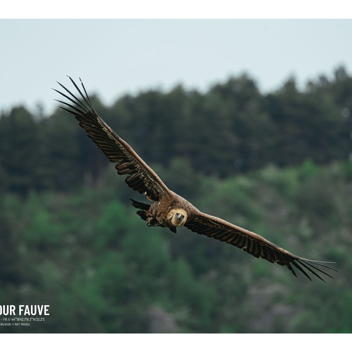 poster-affiche-photo-faune-flore-sauvage-allier-photographe-animalier-point-sublime-vautour-fauve-tarn.jpg