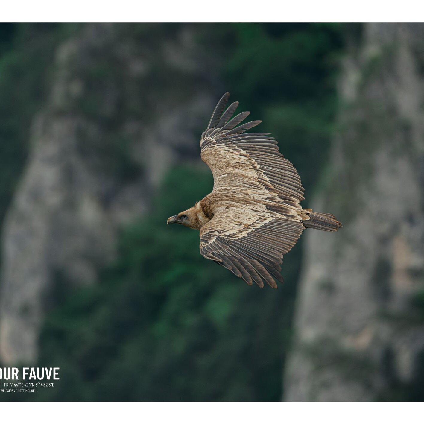 poster-affiche-photo-faune-flore-sauvage-allier-photographe-animalier-point-sublime-vautour-fauve-tarn.jpg