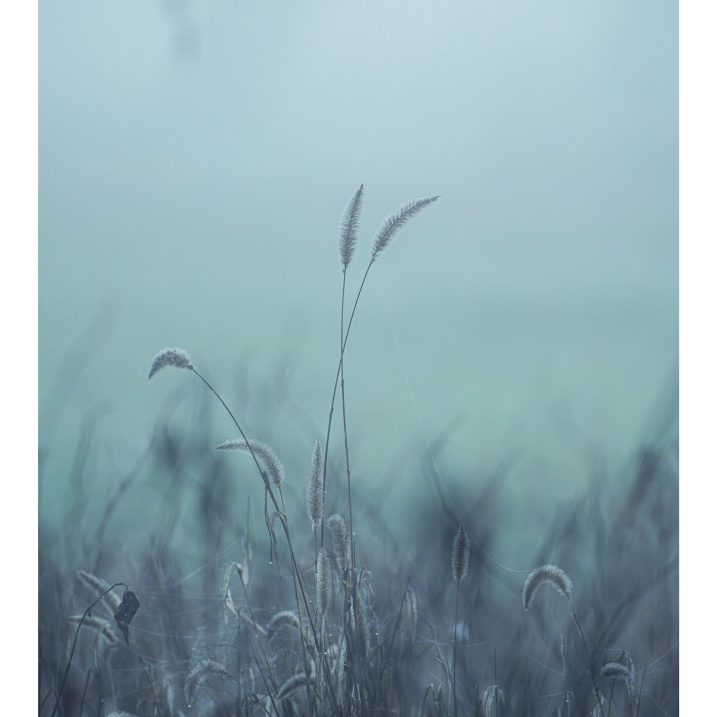 photo-faune-flore-sauvage-allier-photographe-animalier-auvergne-culhat-hiver-givre.jpg